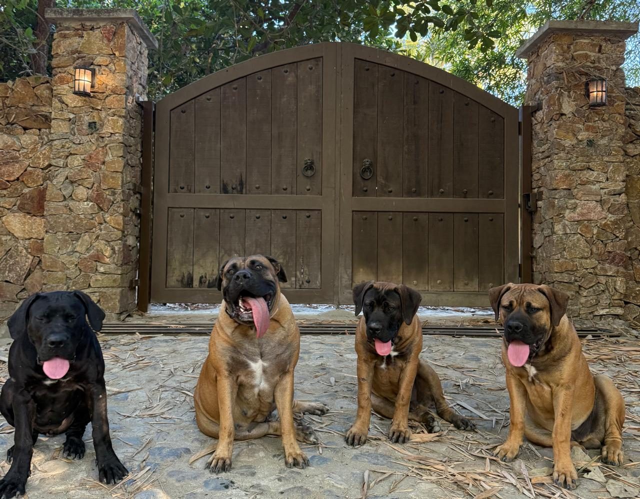 Boerboels at the farm gate in Sayulita