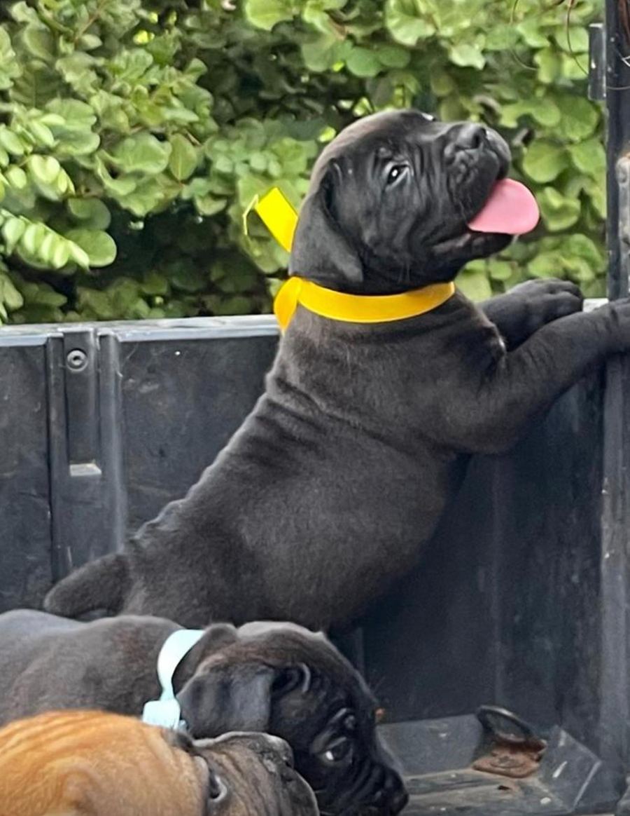 Boerboel puppy
