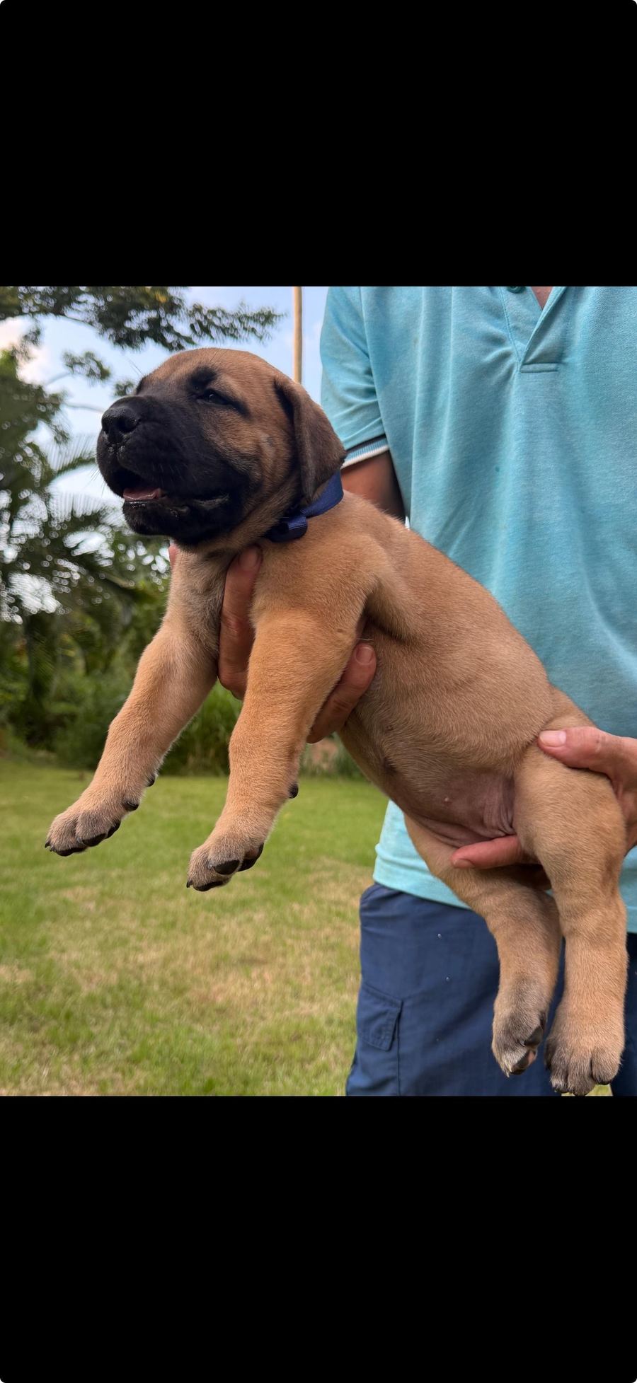 Boerboel puppy outdoors