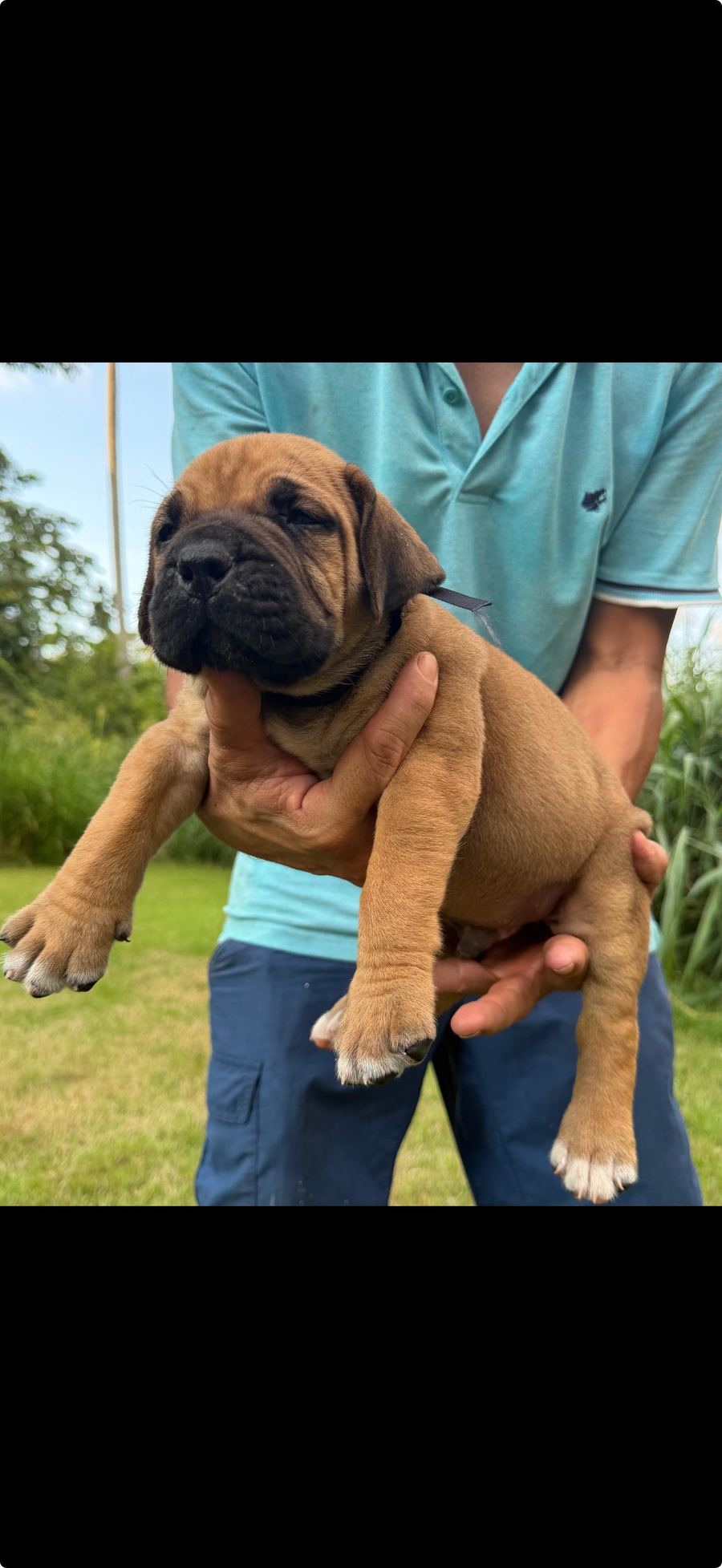 Boerboel puppy