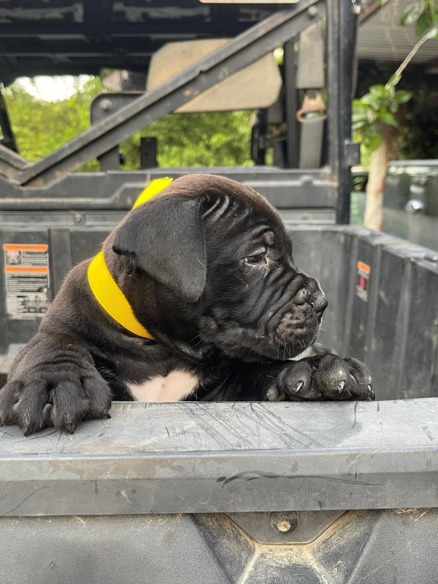 Boerboel puppy