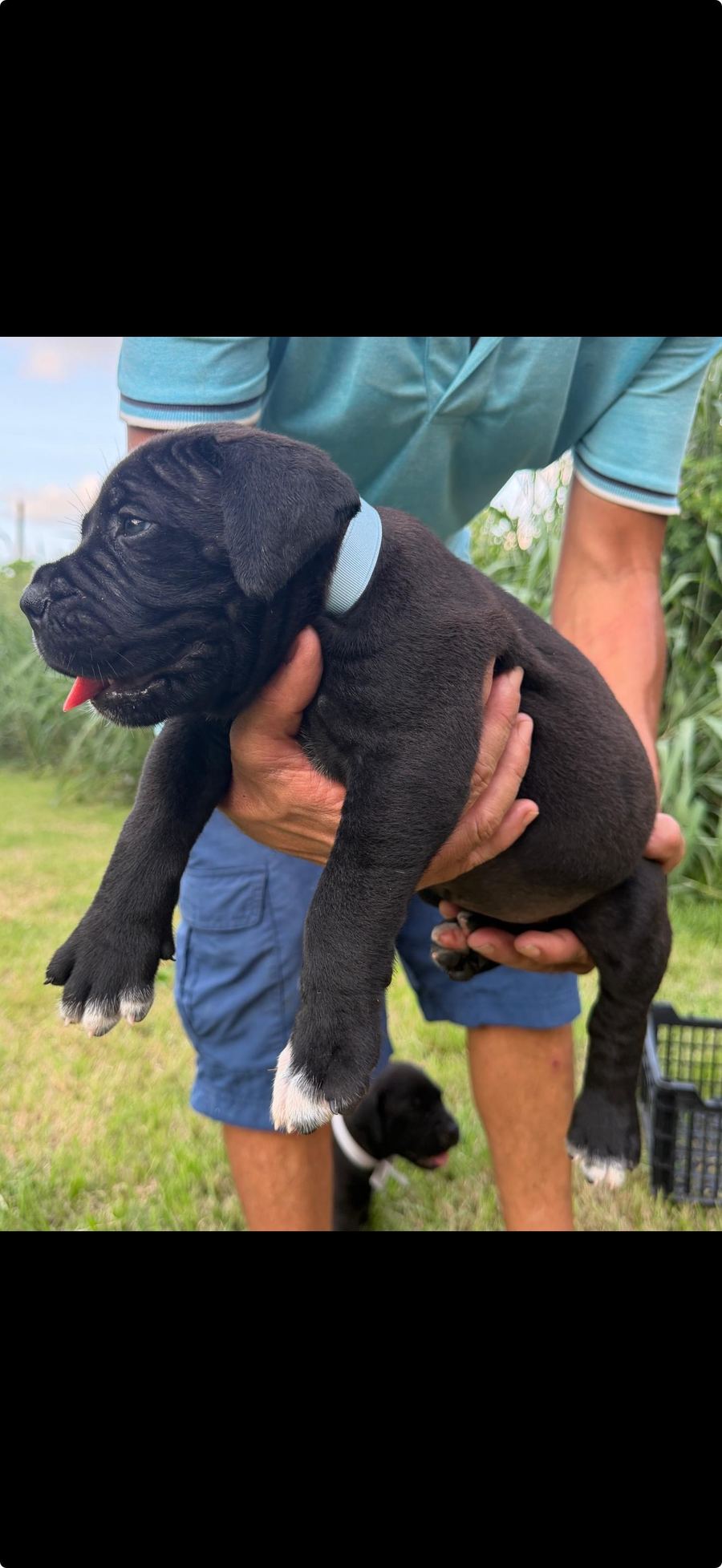 Boerboel puppy