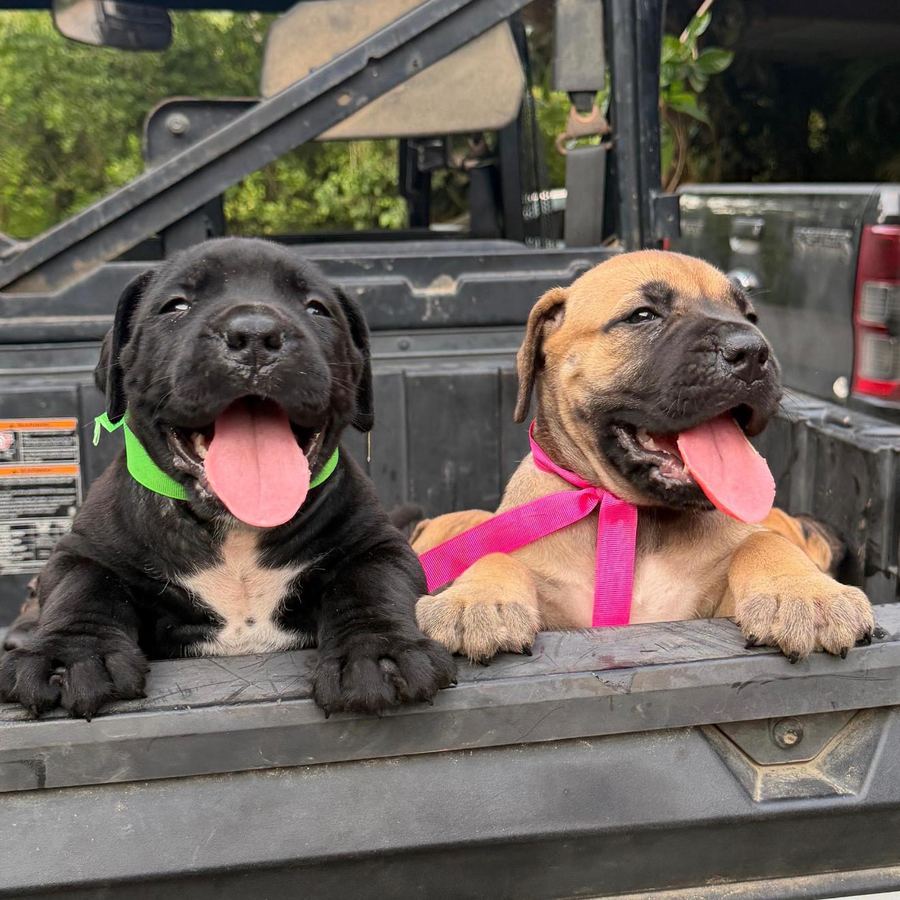 Boerboel puppy