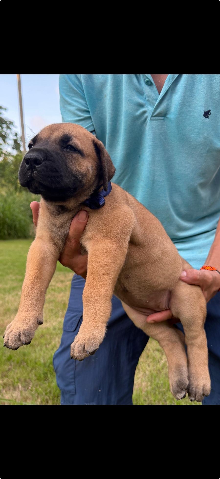 Boerboel puppy outdoors