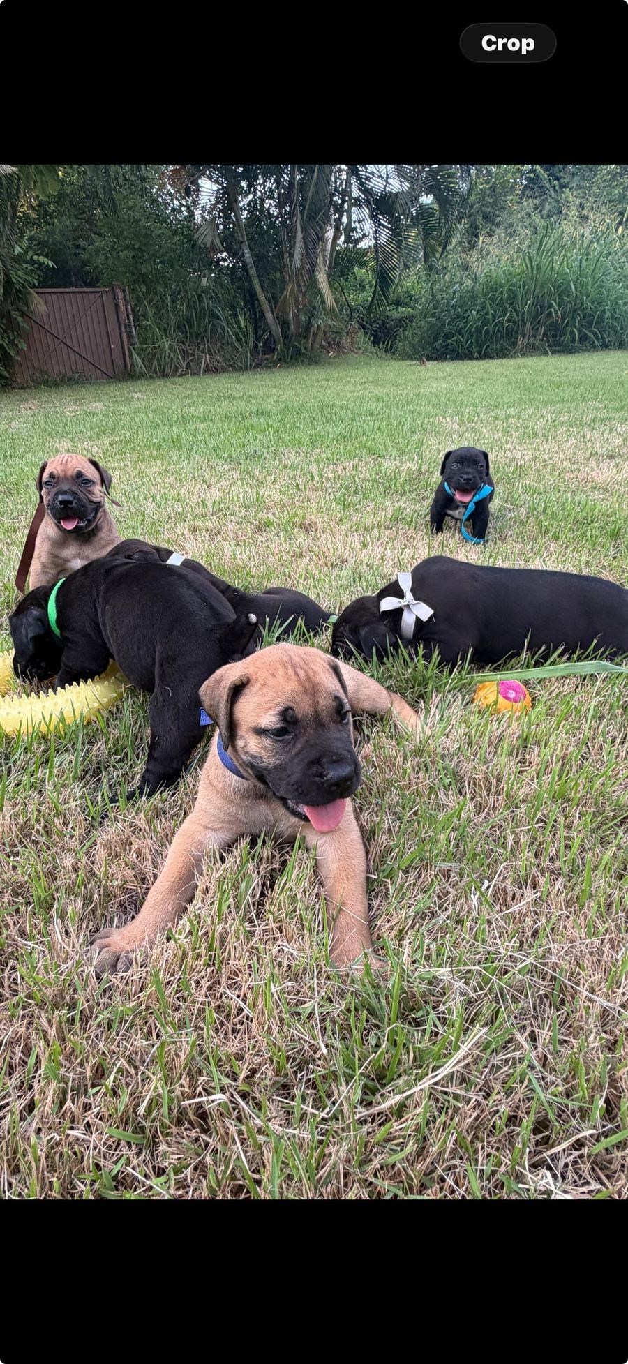 Litter outdoors on the farm