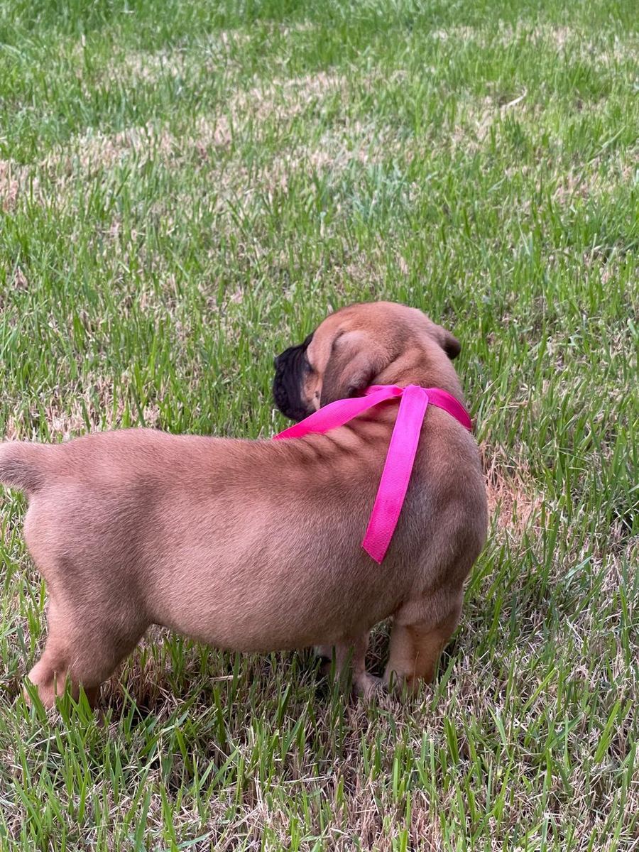 Puppies in the yard