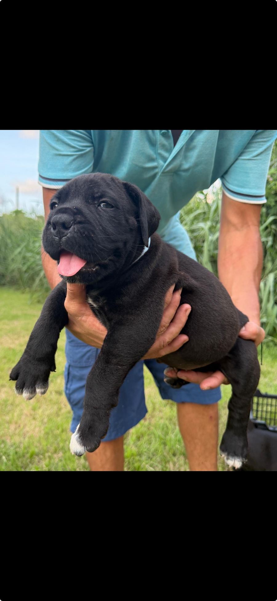Boerboel puppy in grass