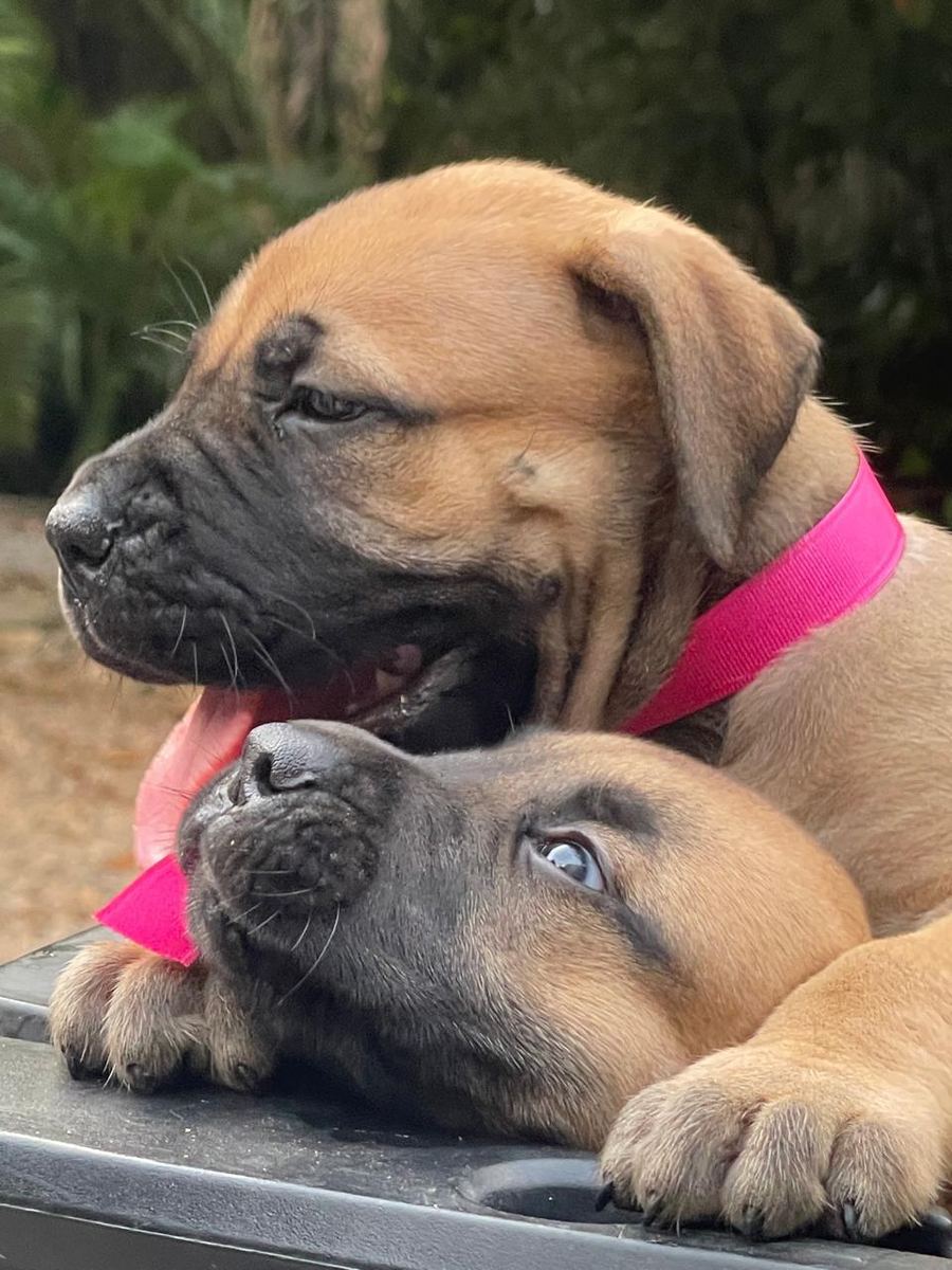 Boerboel puppy