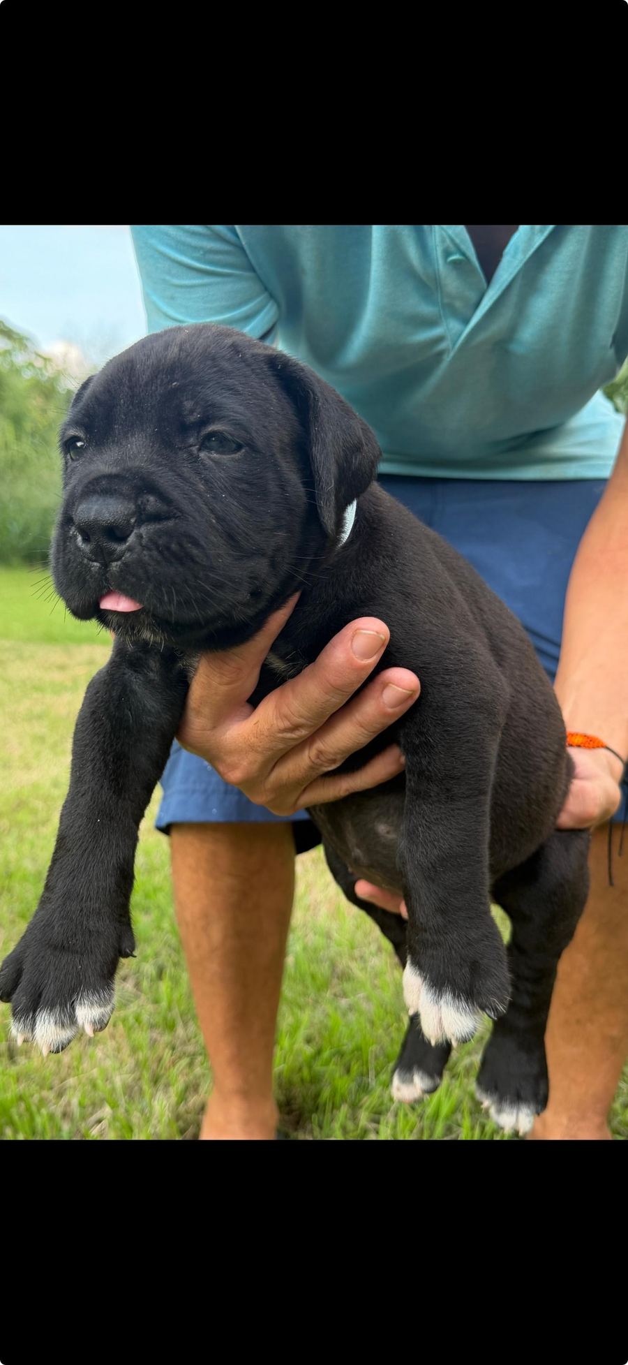 Boerboel puppy