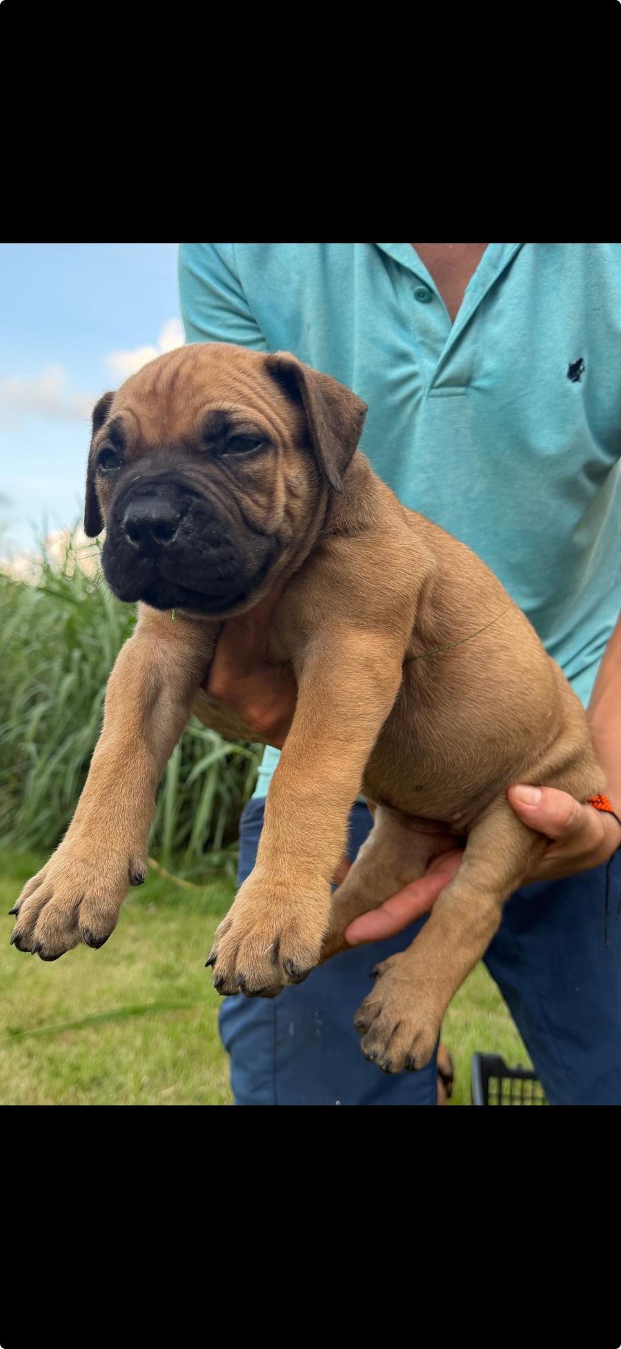 Boerboel puppy