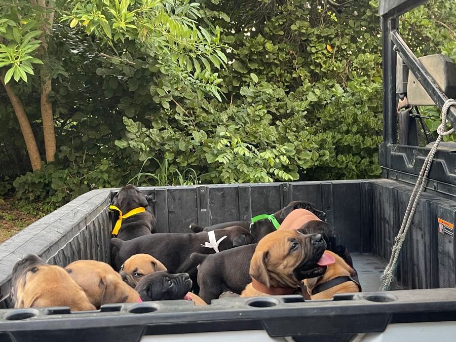 Boerboel puppy outdoors