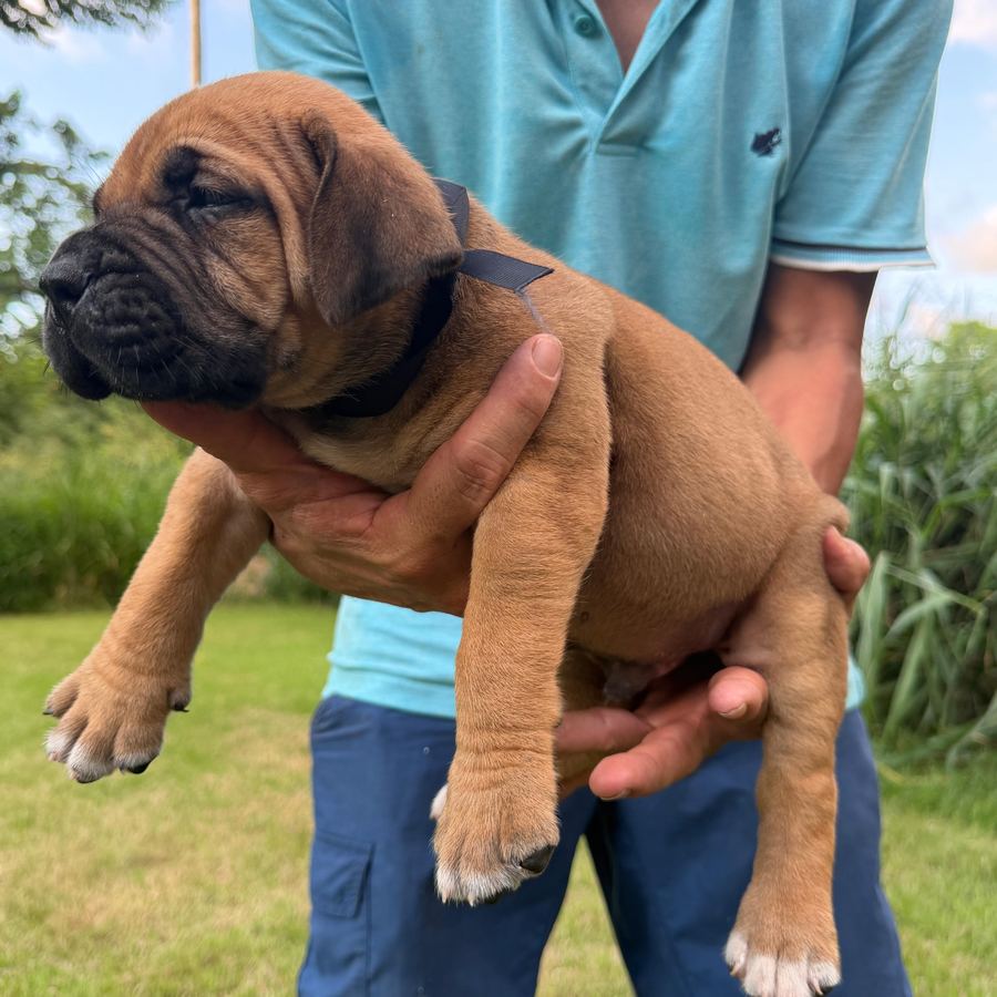 Puppies and an adult Boerboel outdoors