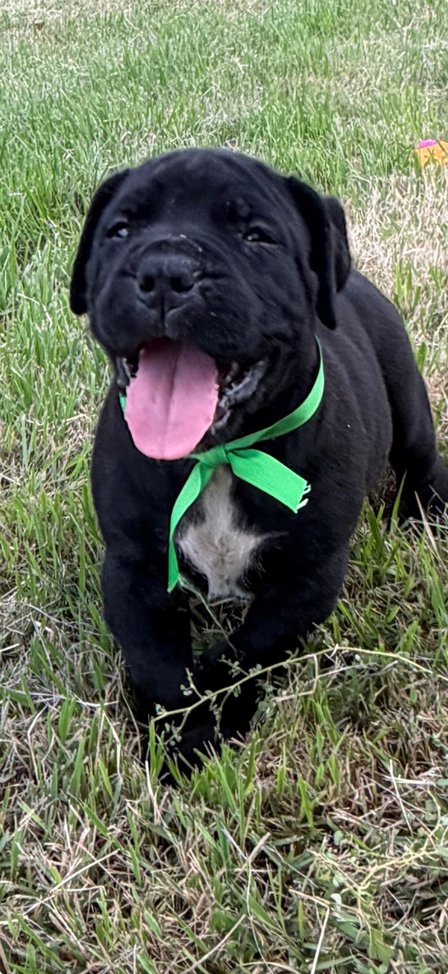 Boerboel puppy