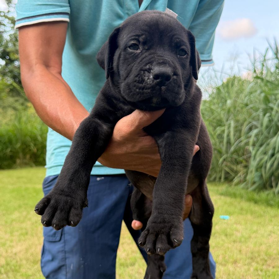 Boerboel puppy