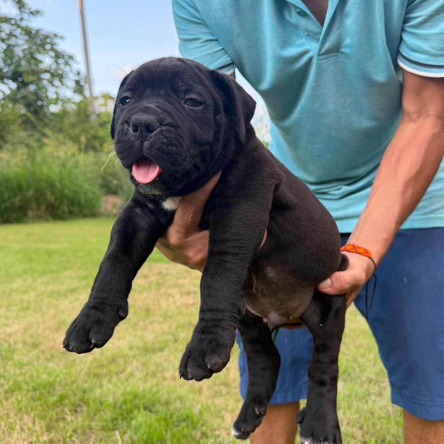Boerboel puppy