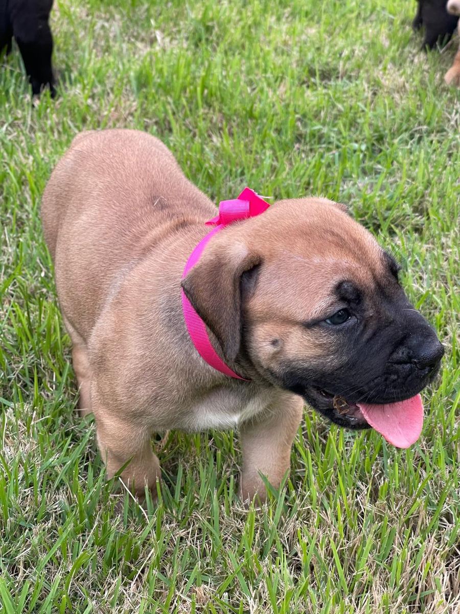 Boerboel puppy