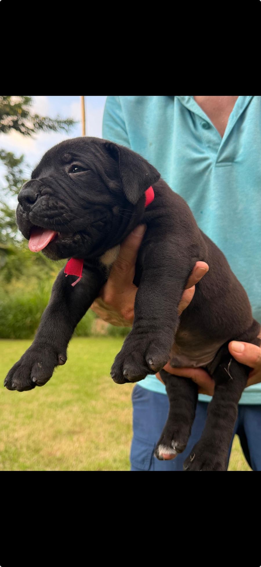 Boerboel puppy