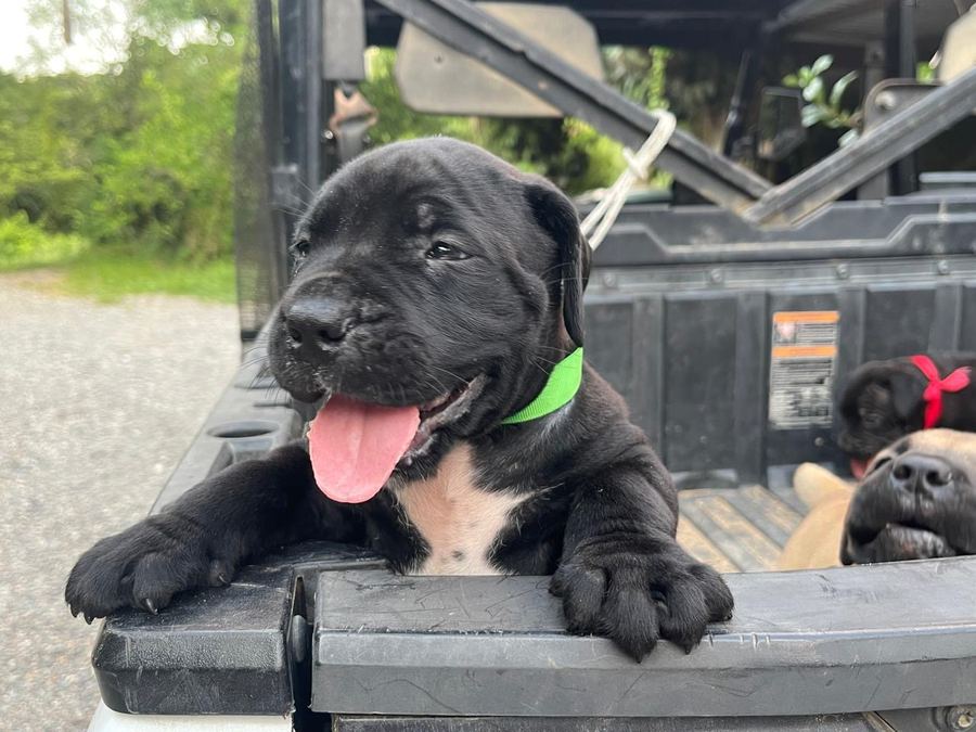 Boerboel puppy