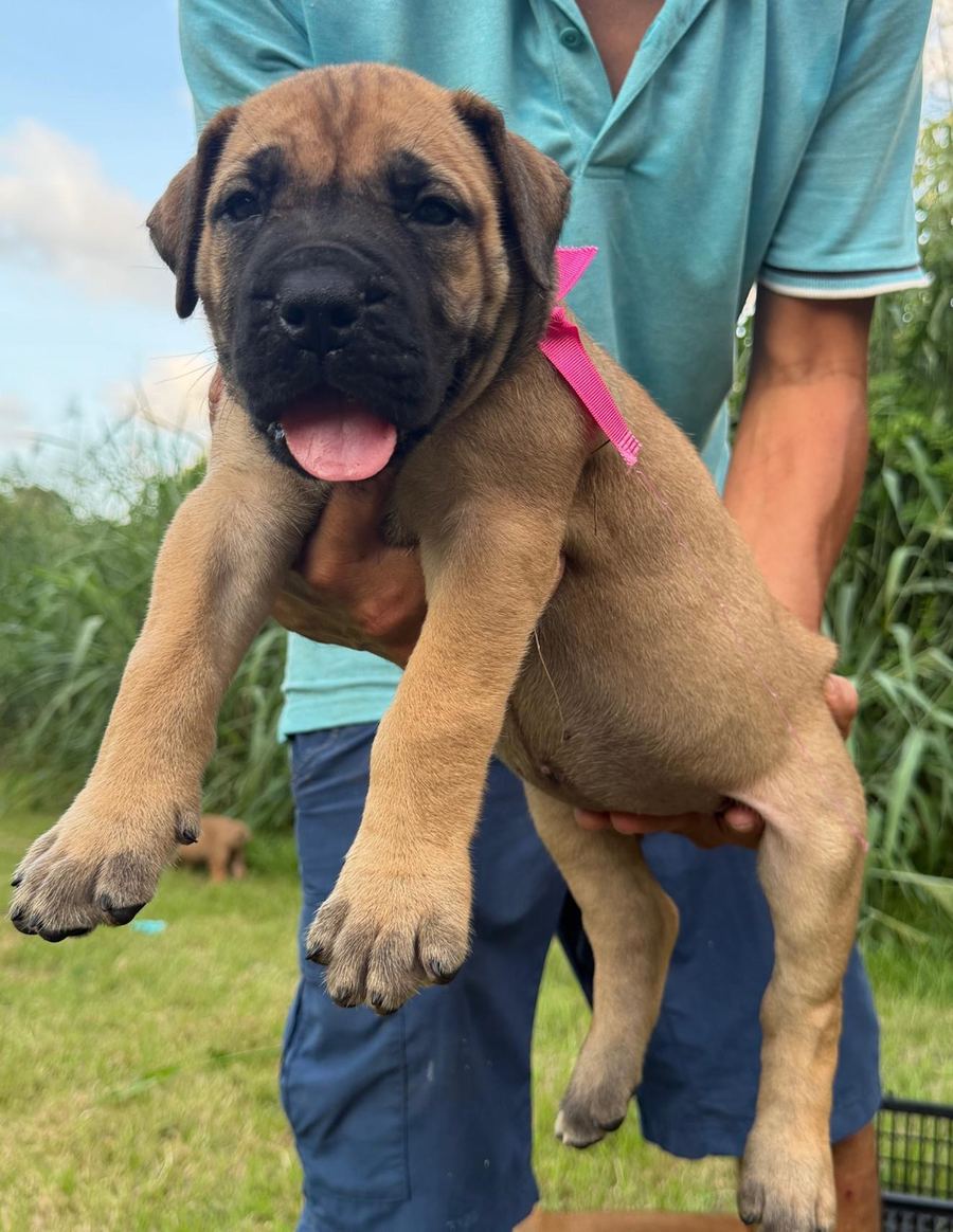 Boerboel puppy
