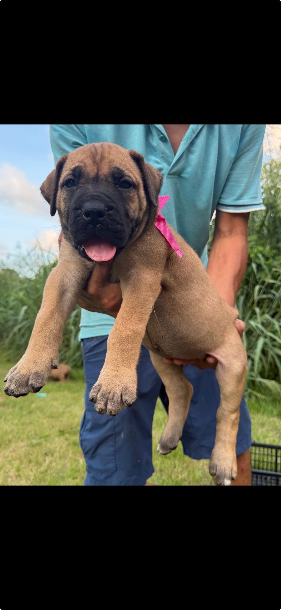 Boerboel puppy