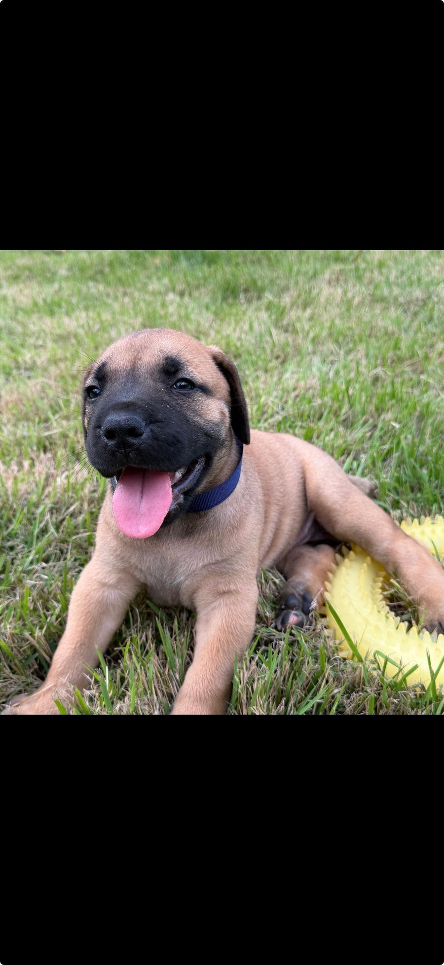 Boerboel puppy