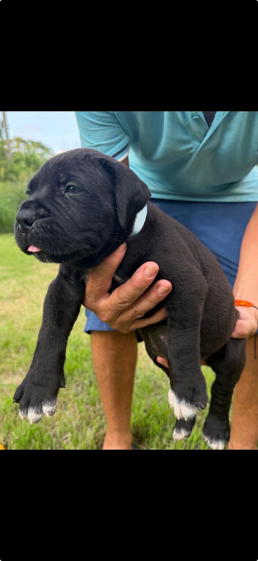 Boerboel puppy