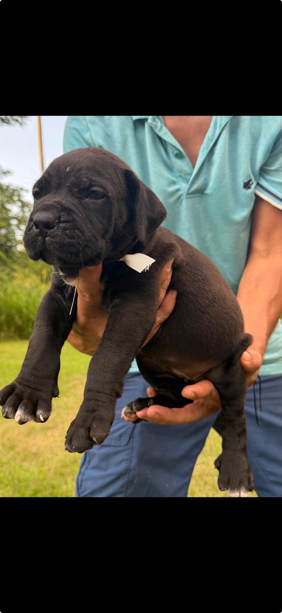Boerboel puppy