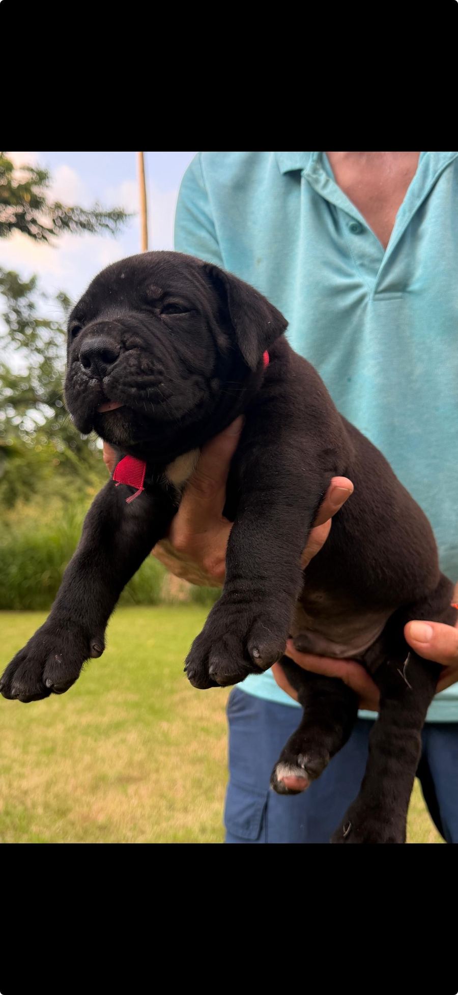 Boerboel puppy
