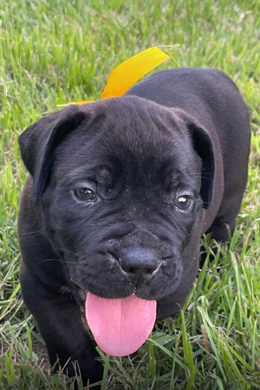 Boerboel puppy
