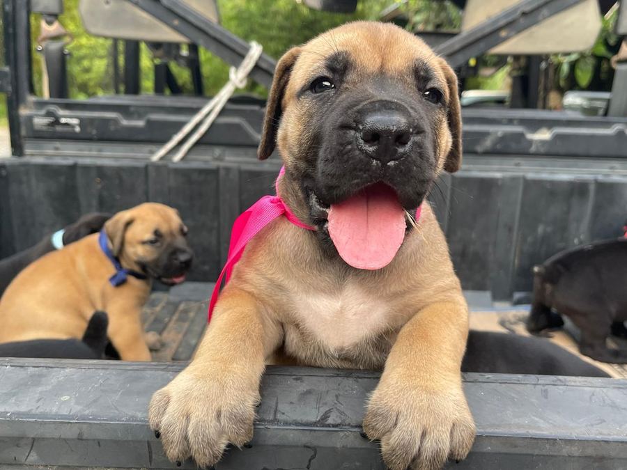Boerboel puppy
