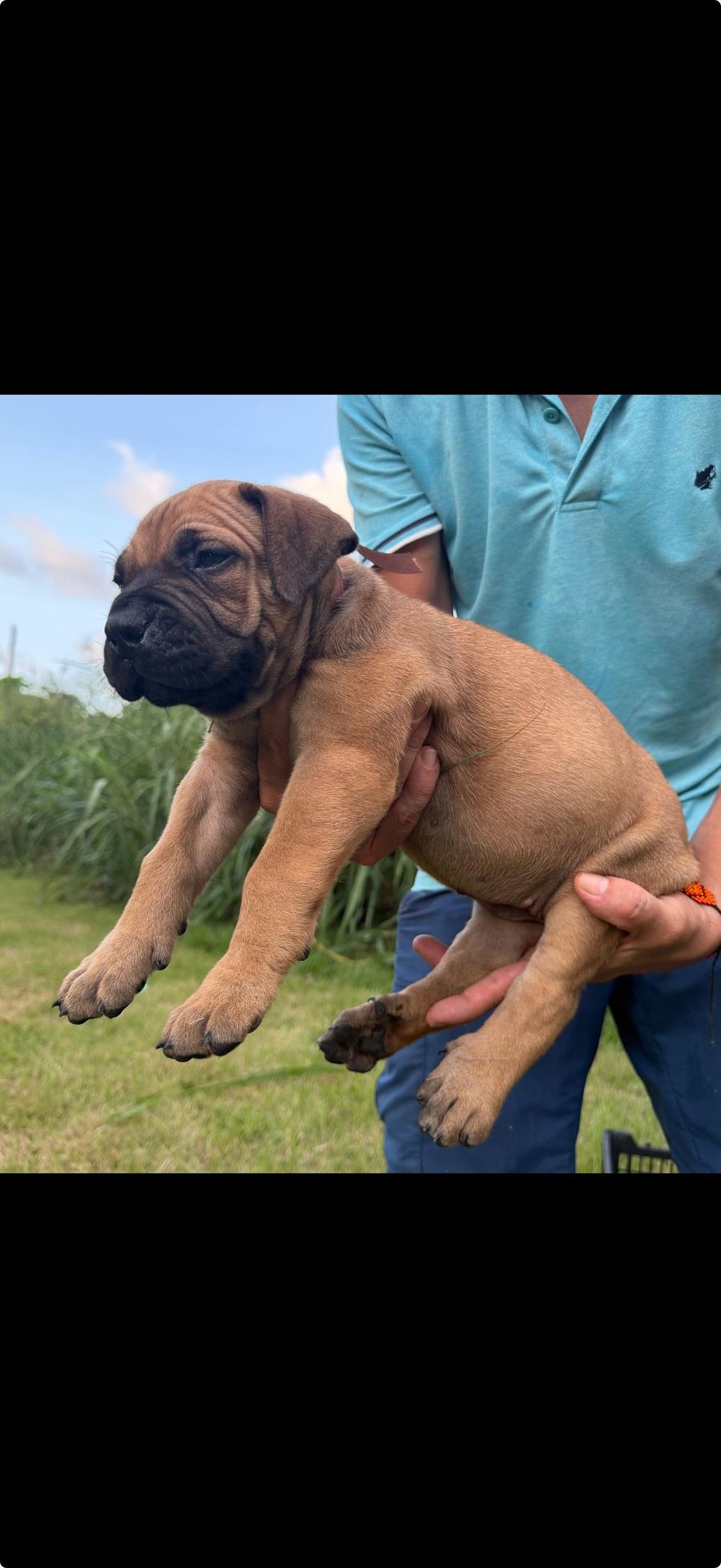 Boerboel puppy