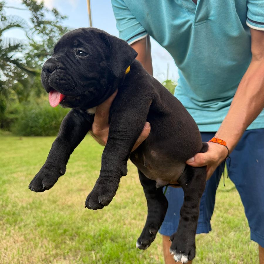 Boerboel puppy