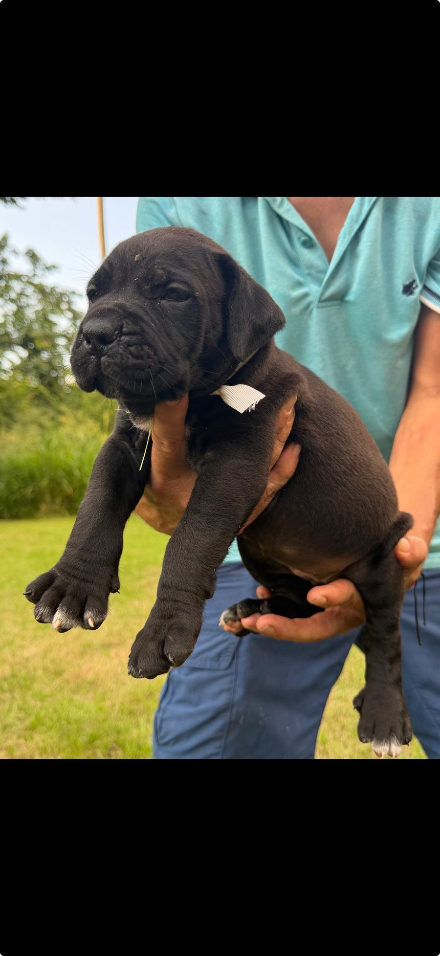 Boerboel puppy