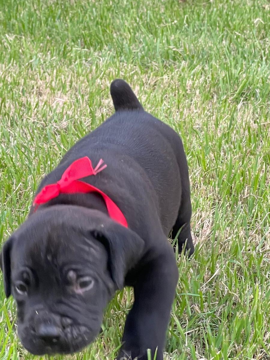 Boerboel puppy