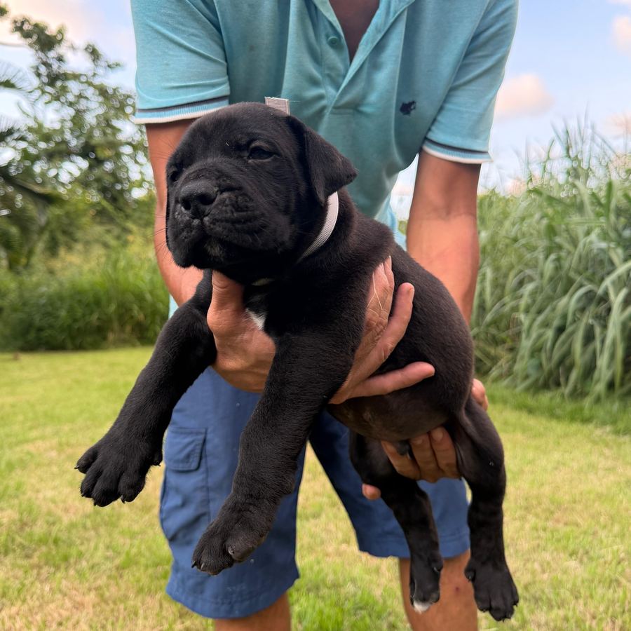 Boerboel puppy