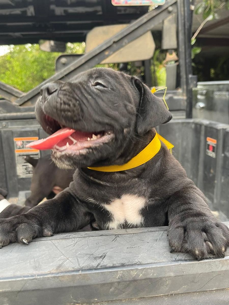 Boerboel puppy