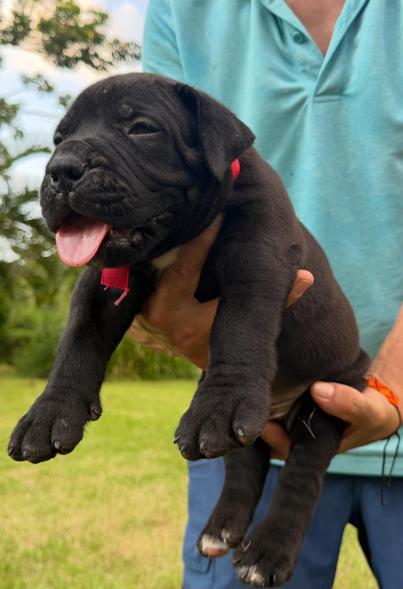 Male red collar
