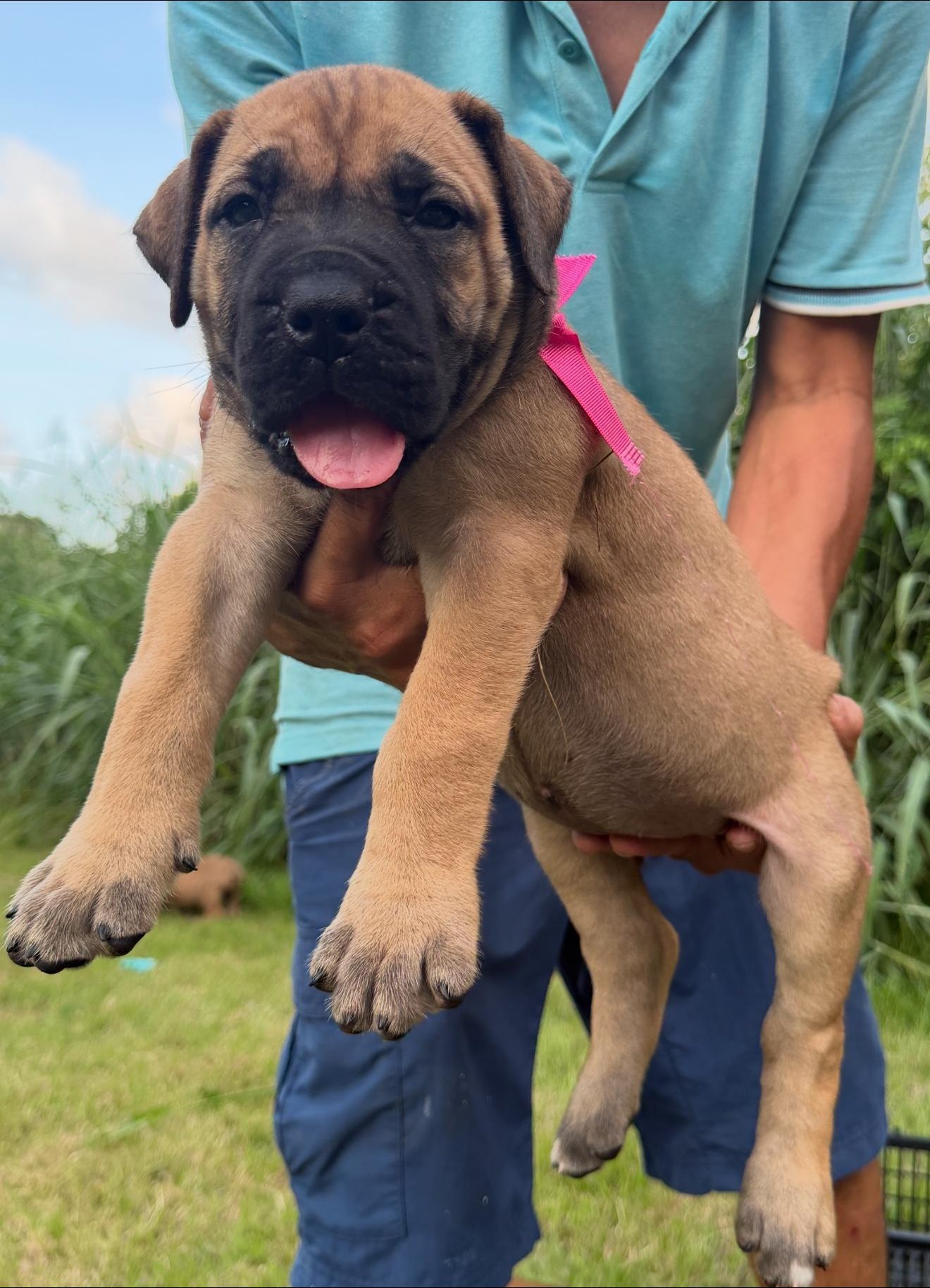 Female pink collar